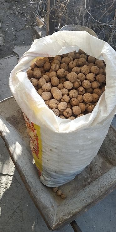 Орехи грецкий / жаңгак / 2 мешка / общий вес ~ 80кг at lalafo.kg Орехи грецкий / жаңгак / 2 мешка / общий вес ~ 80кг