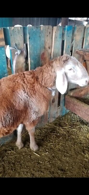 Грызуны: Продаю | Баран (самец) | Арашан | Для разведения | Осеменитель — 3