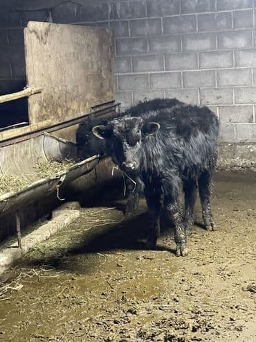 Аквариумдар: Сатам | Бука (эркек), Музоо | Ангус | Жасалма уруктандырылган — 2