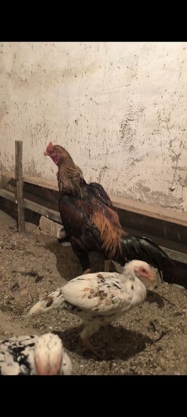 корм для перепелок: Продаю | Петух | Бойцовая | Для разведения — 6