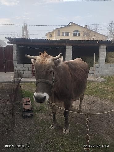 куплю корову на мясо: Продаю | Корова (самка) | На забой | Не стельные — 5