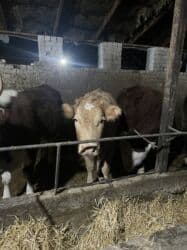 домик для животных: Сатам | Уй (ургаачы) | Симментал | Көбөйтүү үчүн | Асыл тукумдуу — 13