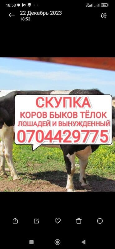 Куплю | Коровы, быки, Лошади, кони, Другие с/х животные | Круглосуточно, Любое состояние, Забитый