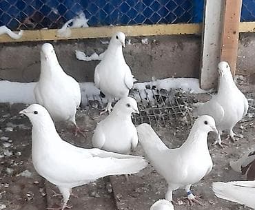 талас мал базар: Бакинские, пара 600 сом — 1