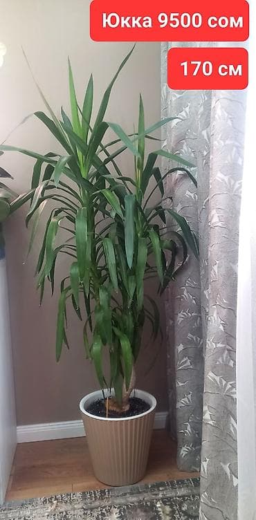 орхи: Комнатные растения в офис иди для больших домов. Все цены указаны на — 4