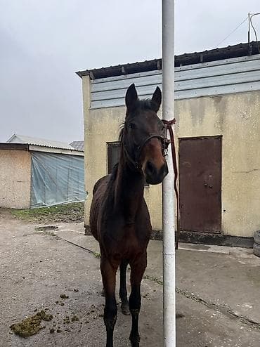 Үй жаныбарлары: Сатам | Тай | Англиялык | Ат спорту | Асыл тукумдуу — 2