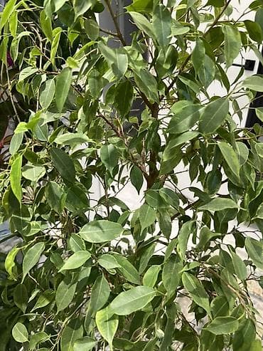 пести: Фикус Бенджамина в напольных кашпо - Два взрослых деревца в отдельных — 5