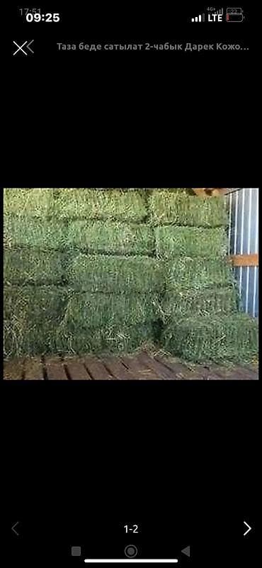 токмок животные: Беде доставка 3чабык таптаза тукторуу плотный озубуз апарып жыйнап — 2