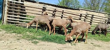 матки пчел: Продаю | Овца (самка) | На забой | Ярка — 2