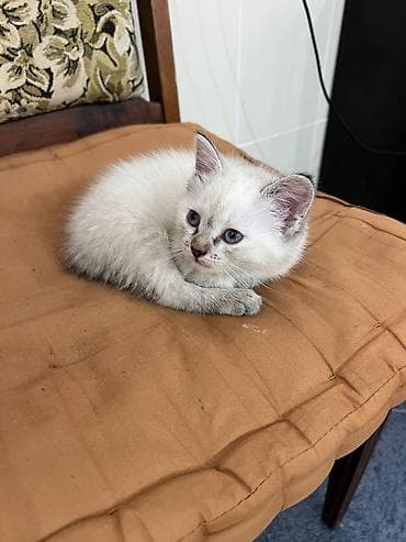 вислоухие кошки цена: Скотиш Страйт (Шотландская прямоухая), 6 месяцев, Девочка, Приучена к лотку — 2