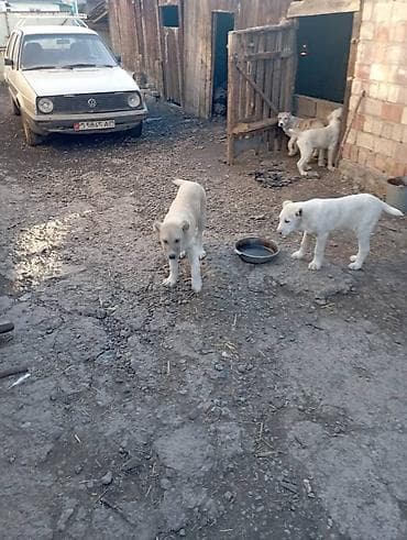 Другие животные: Щенки Алабай. Привитые. 
Цена на фото — 4