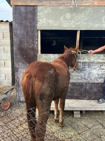 сколько стоит коза дойная купить: Продаю | Жеребенок | Рабочий — 3