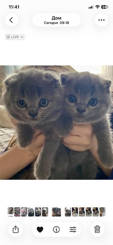 ангора кошка купить: Шотландские котята (скоттиш-фолд и скоттиш-страйт), окрас голубой — 7