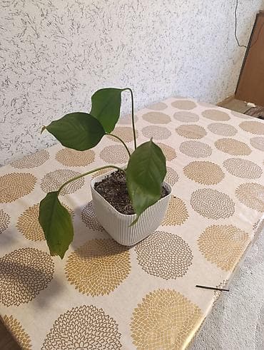 цветы горшочные: Комнатные растения в горшках (несколько видов): 1) Бегония — 3