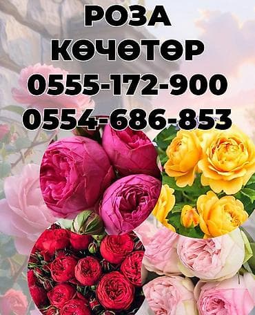 розы в горшке: Саженцы — 2