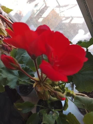 цветущую герань: Комнатный цветок 🌺🌺🌺🌺🌺. быстро растущий цветок . 1 в наличии — 1