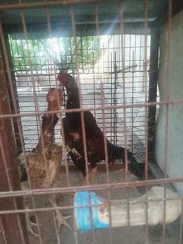 толокар машинка: Дакан жожо короз сатылат алмашу жолдору бар домашний тооко алмашам — 4