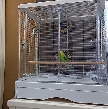 🦜Срочно продаётся молодой 3-х месячный волнистый попугайчик с
