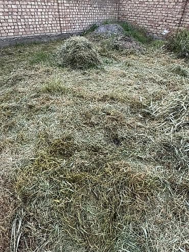 отун жаргыч: Сено/скошенная трава навалом. Кимге чоп керек алып кетсенер — 5