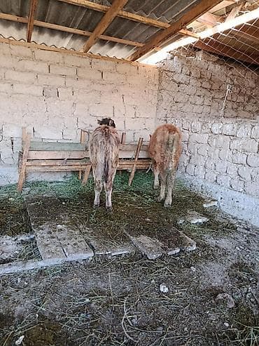 годовалые бычки: Продаю | Бык (самец), Музоо, торпок — 4