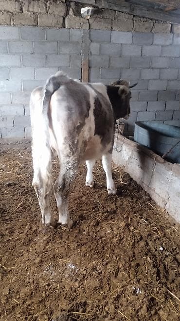 Продаю | Бык (самец) | Полукровка | На откорм | Привязанные
