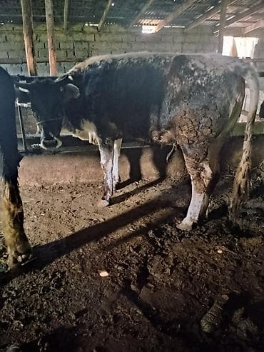 Продаю | Корова (самка) | Для молока | Привязанные