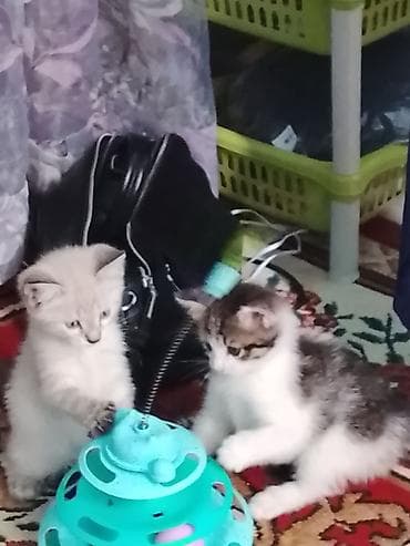 Кошки: Котята, домашние, ласковые и игривые. Дата выпуска 13 апреля — 5