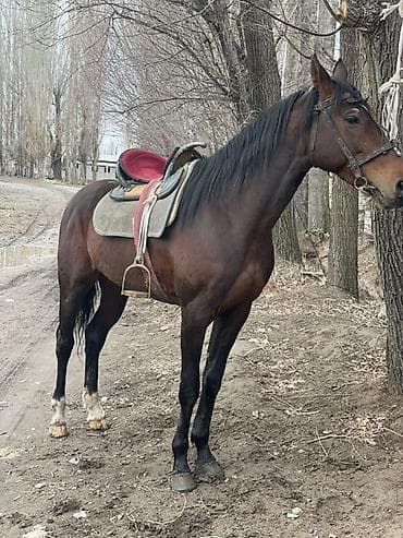 Продаю | Жеребец | Английская | Рабочий | Осеменитель