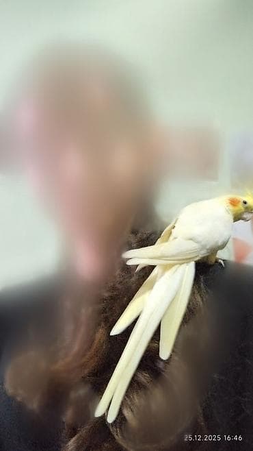 Хороший ручной корелла окрас салютина возраст годик самец абсолютно — 1