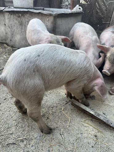 отдам даром собак в бишкеке: Продаю | Поросенок | Крупная белая | Для разведения — 3