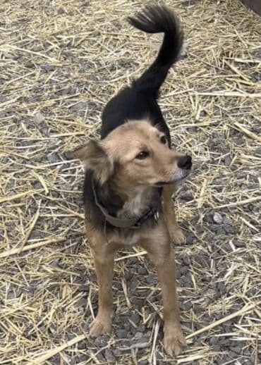 объявления о собаках sobaka: Собака даром: Дворняжка, 1 год, Самка, С прививкой — 5