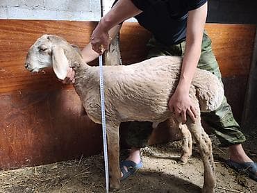 Продаю | Овца (самка) | Для разведения