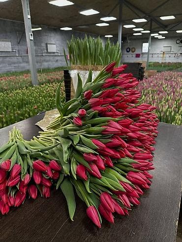 купить кур: Тюльпаны тепличного выращивания — срезка оптом. - Цвета — 8