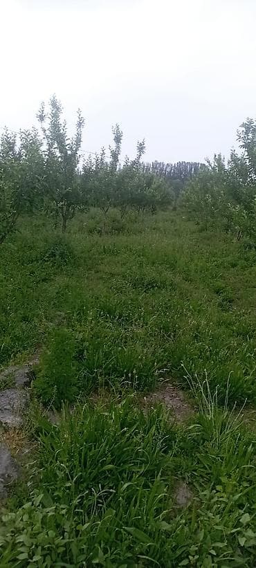 Продажа участков: 100 соток, Для сельского хозяйства, Договор купли-продажи — 3
