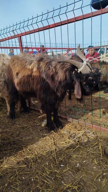 Продаю | Козёл (самец) | Для разведения | Племенные