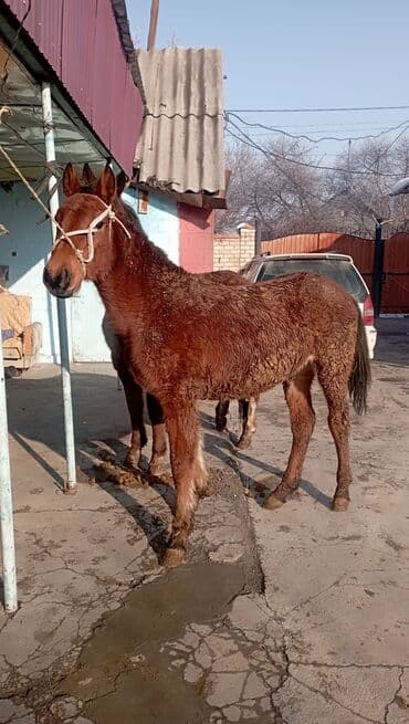 мышык бишкек: Сатам | Бээ (ургаачы) — 4