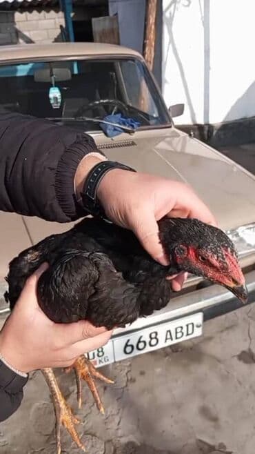 селось: Село маевка по хорошего петуха ступка есть если клиент реальный !! — 3