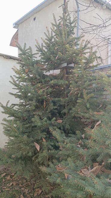 продаю ель: Живая ель (ёлки, ели, ёлка) Большая ель с пышной кроной и — 6