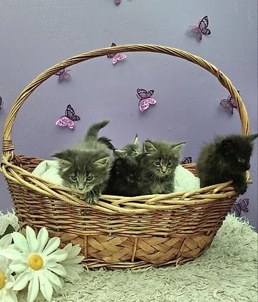 Кошки: Котята породы мейн-кун - Окрас: дымчатый/серебристо-табби, есть — 7