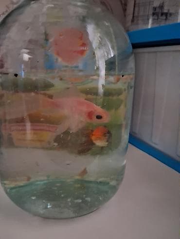 крабы бишкек купить: Продаю рыбки 🐟 маленькие 2 штуки — 3