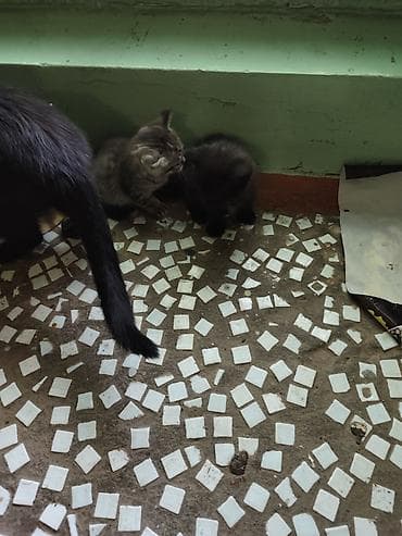 Продажа кошек: Котята . бесплатно в добрые руки. - Помет из нескольких котят — 3