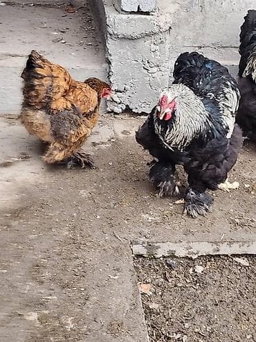 сибирская кошка черно белая: Продаю | Куры | Брама | Для разведения — 1