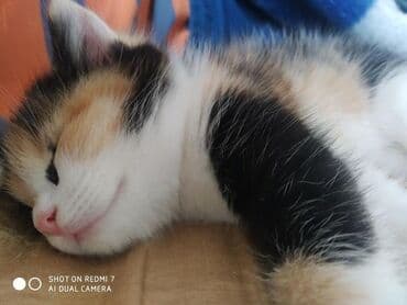 именные ошейники для кошек на заказ: Отдам в хорошие руки .Много играет,мало кушает. Ещё есть рыжий цвет,и — 1