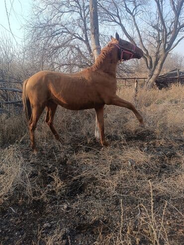 собака той терьер: Продаю | Жеребец | Дончак | Конный спорт | Племенные — 2