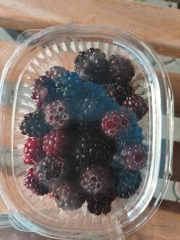 Бал: Кара бүлдүркөн Чекене — 4