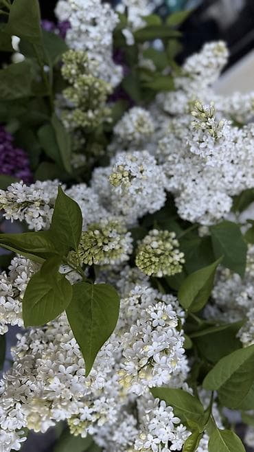 цветы пеларгонии: Срезанные ветви сирени белого цвета — пышные соцветия - Сортовая — 4