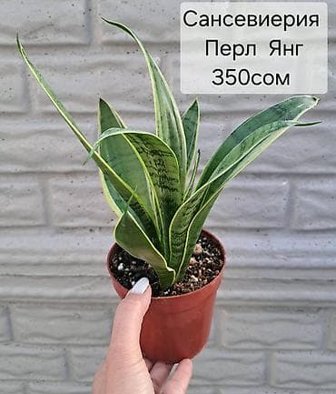 Комнатные растения: В продаже комнатные цветы — 9