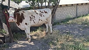 кукуруза кант: Продаю | Корова (самка) | Монбельярд, Айрширская | Для разведения, Для молока | Племенные, Стельные — 9