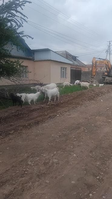 кролик бишкек: Сатам | Улак | Заанен | Көбөйтүү үчүн | Асыл тукумдуу — 5