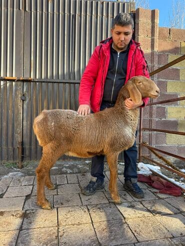 кролик цена: Продаю | Баран (самец) | Арашан | Для разведения | Племенные — 2